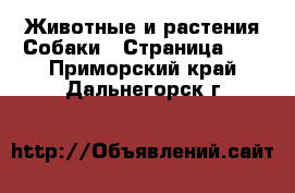 Животные и растения Собаки - Страница 10 . Приморский край,Дальнегорск г.